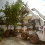 trees and shrubs removal